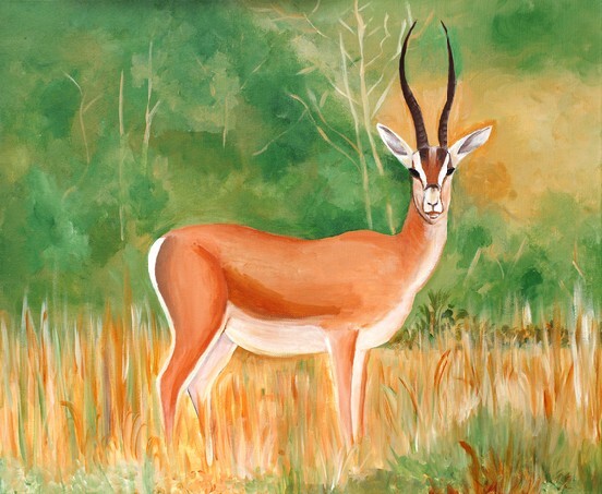 Original painting of a beautiful male Thomson's Gazelle